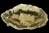 Triassic Woodworthia Petrified Log - Zimbabwe #180238-2